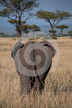 Elephant From Behind