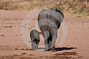 Elephant behinds