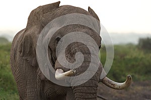 Elephant Big Huge Tusker Amboseli - Big Five Safari -Baby African bush elephant Loxodonta africana