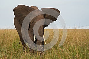 Elephant Big Huge Tusker Amboseli - Big Five Safari -Baby African bush elephant Loxodonta africana