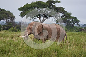 Elephant Big Huge Tusker Amboseli - Big Five Safari -Baby African bush elephant Loxodonta africana