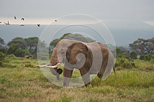 Elephant Big Huge Tusker Amboseli - Big Five Safari -Baby African bush elephant Loxodonta africana