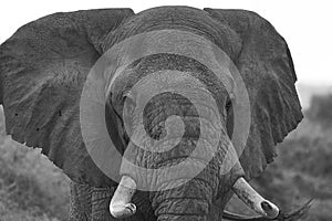 Elephant Big Huge Tusker Amboseli - Big Five Safari -Baby African bush elephant Loxodonta africana Black and white
