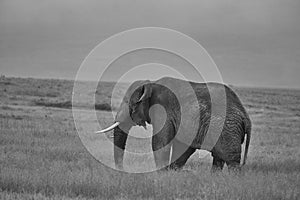 Elephant Big Huge Tusker Amboseli - Big Five Safari -Baby African bush elephant Loxodonta africana Black and white