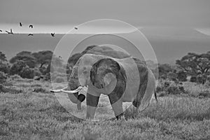 Elephant Big Huge Tusker Amboseli - Big Five Safari -Baby African bush elephant Loxodonta africana Black and white