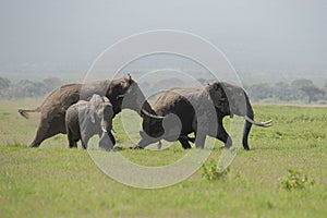 Elephant with a big tusk at  Amboseli National Park, Kenya