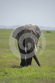 Elephant with a big tusk at  Amboseli National Park, Kenya