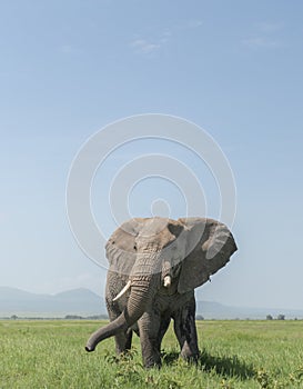 Elephant with a big tusk at  Amboseli National Park, Kenya