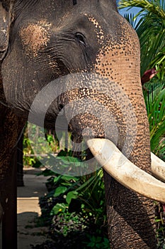 elephant with big tusks
