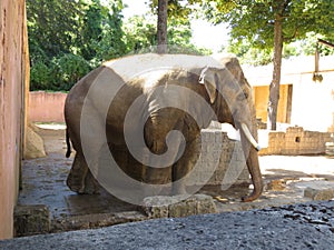 Elephant
