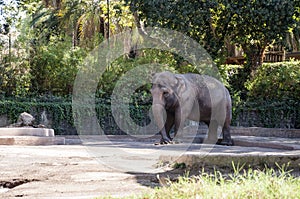 Elephant at Bioparco photo