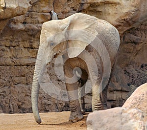 Elephant in biopark of Valencia, Spain photo