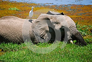 Elephant and Bird Kenya