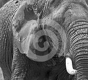 Elephant In Black and White