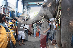 Elephant Blessing Devotees in Ganesha Temple