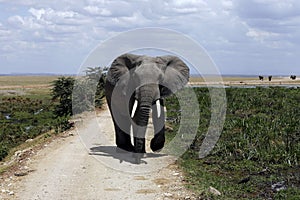 Elephant Blocking Road