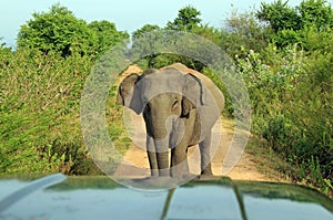 Elephant Blocking Road