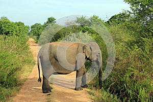 Elephant Blocking the Road