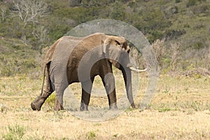 Elephant at Boteilierskop