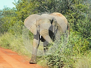 Elephant breaking through the bushes