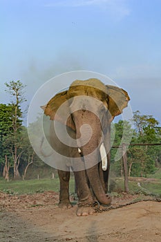 Elephant in the breeding center at chitwan national park in Nepal