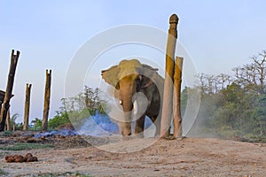 Elephant in the breeding center at chitwan national park in Nepal