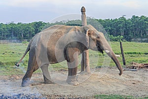 Elephant in the breeding center at chitwan national park in Nepal
