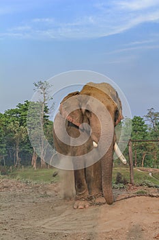 Elephant in the breeding center at chitwan national park in Nepal