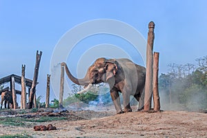 elephant in the breeding center at chitwan national park in Nepal