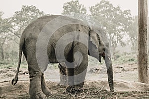 Elephant Breeding Center Chitwan, Nepal