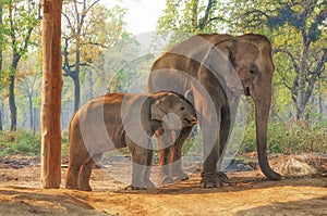 Elephant Breeding Centre in Chitwan, Nepal