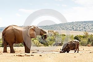 Elephant and Buffalo Drinking Water.