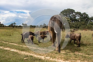 Elephant and buffalo walking together in savannah in African open vehicle safari in Zimbabwe, Imire Rhino & Wildlife Conservancy