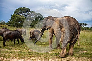 Elephant and buffalo walking together in savannah in African open vehicle safari in Zimbabwe, Imire Rhino & Wildlife Conservancy