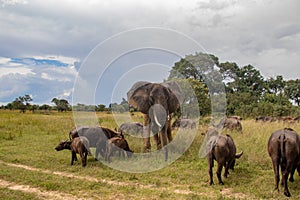 Elephant and buffalo walking together in savannah in African open vehicle safari in Zimbabwe, Imire Rhino & Wildlife Conservancy