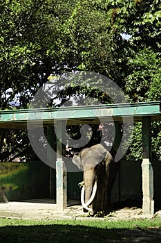 An elephant at Bukittinggi Zoo