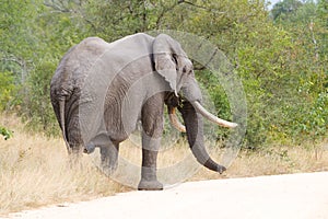 Elephant bull