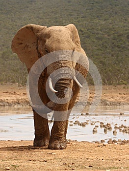 Elephant bull.