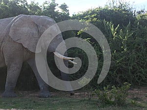 Elephant bull in Africa