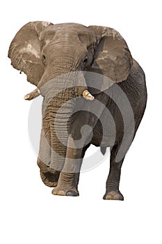 Elephant bull against a white background