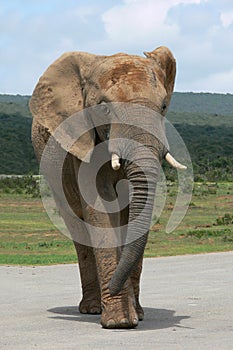 Elephant bull crossing road