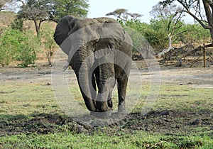 Elephant bull digging in the mud