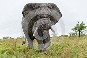 Elephant bull in the Kruger National Park