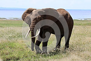 Elephant bull at lake Manyara