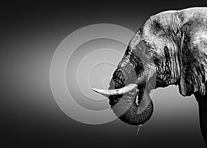 Elephant bull, Loxodonta africana, close-up portrait drinking water
