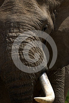 Elephant Bull in Musth