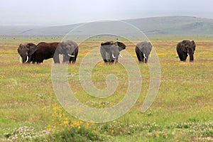 Elephant bull's in Ngorongoro crater Tanzania