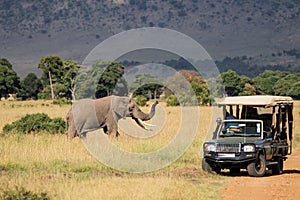 Elephant bull with a safari vehicle in the Masai Mara