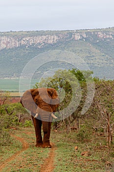 Elephant bull in South Africa