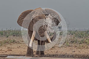 Elephant bull taking a shower